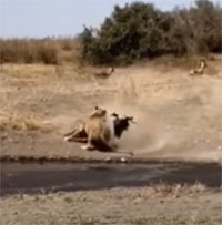 Video: Bất cẩn khi uống nước, linh dương phải trả giá đắt khi gặp sư tử