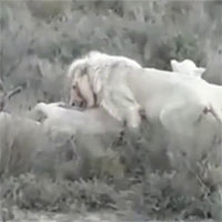 Video: Bầy sư tử trắng quý hiếm săn linh dương nặng gần 1 tấn