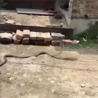 Video: Bị dân xua đuổi, rắn hổ mang thản nhiên 