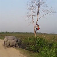 Video: Bị tê giác truy đuổi, người đàn ông sợ hãi trèo lên cây