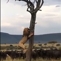 Video: Bị truy sát, sư tử đực run rẩy ôm cây trốn đàn trâu rừng