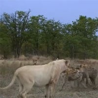 Video: Bị vây đánh, sư tử làm động tác lạ khiến 13 linh cẩu khiếp sợ