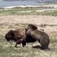 Video: Bò rừng bison bất lực nhìn gấu ăn thịt con