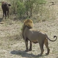 Video: Cả gan đối đầu sư tử, nghé con nhận ngay kết thảm