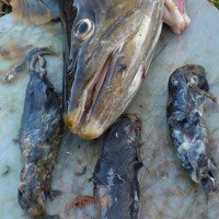 Video: Cá hồi khổng lồ rình rập ăn thịt chuột nhắt