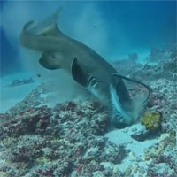 Video: Cá mập điên cuồng hạ sát bạch tuộc 