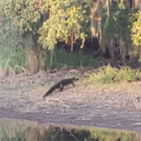 Video: Cá sấu tạo bất ngờ, bứt tốc trên mặt đất tóm gọn lợn rừng