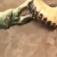 Video: Cá sấu tung đòn 