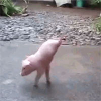 Video: Cận cảnh chú lợn có 2 chân vẫn kiên cường tập đi gây xúc động