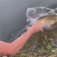 Video: Cần thủ dùng ngón tay làm mồi nhử bắt cá cực đỉnh