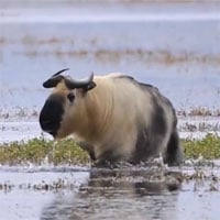 Video: Cảnh quay hiếm về sinh vật nửa giống trâu nửa giống cừu