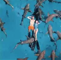 Video: Cặp đôi liều lĩnh bơi cùng hàng chục con cá mập