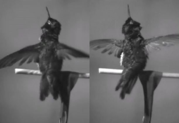 Video: Chim ruồi làm khô cơ thể