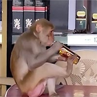 Video: Choáng váng với chú khỉ cầm chai rượu uống hết veo trong một nốt nhạc