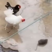 Video: Con chuột to lớn ngông nghênh thách thức gà trống, nhận ngay một đòn 