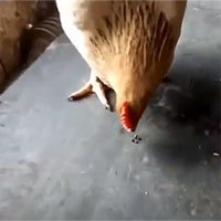 Video: Con gà mái kỳ lạ thích ăn đinh ốc sắt