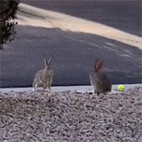 Video: Cuộc chiến đẹp mắt giữa hai con thỏ gây sốt trên mạng xã hội