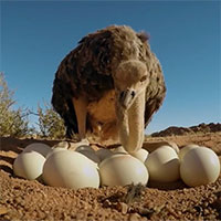 Video: Đà điểu cái dâng trứng của 