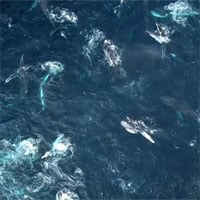 Video: Đàn cá voi lưng gù 150 con cùng săn mồi ở vùng biển ngoài khơi Australia