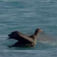 Video: Đang học bay, hải âu non bỗng bị 