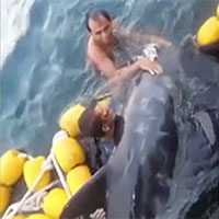 Video: Giải cứu chú cá heo bị mắc kẹt trên biển