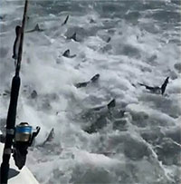 Video: Hãi hùng cảnh hàng trăm con cá mập săn mồi giữa biển
