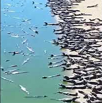 Video hàng nghìn con cá sấu phơi mình bên bờ sông hút hơn 10 triệu lượt xem