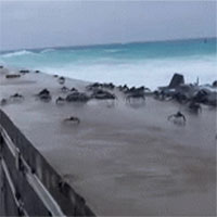 Video: Hàng trăm con cua bị bão thổi bay qua một bức tường chắn sóng