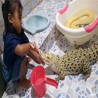 Video: Hết hồn cảnh bé gái ngồi đánh răng cho cá sấu