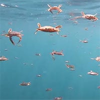 Video: Hoá ra nhiều người vẫn chưa biết loài cua có thể bơi được