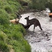 Video: Kangaroo "đánh nhau" với chó nhà và cái kết bất ngờ