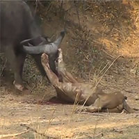 Video: Kinh hoàng khoảnh khắc sư tử bị trâu rừng húc đến bỏ mạng