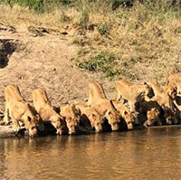 Video: Kinh ngạc 20 con sư tử xếp hàng hoàn hảo để uống nước