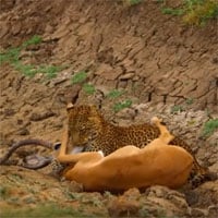 Video: Linh cẩu tham ăn giúp linh dương Impala tạo ra màn thoát chết khó tin