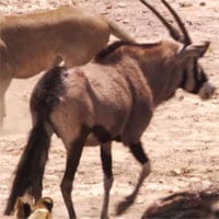 Video: Linh dương sừng thẳng Ả Rập một mình 