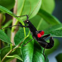Video: Loài bọ que cực hiếm chỉ có ở Peru
