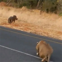 Video: Lợn rừng chết thảm trước sư tử vì không tin bạn