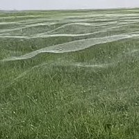 Video: Mạng nhện khổng lồ che phủ cả cánh đồng tại New Zealand