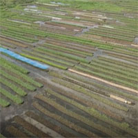 Video: Mô hình ruộng nổi giúp nông dân đối phó lũ lụt