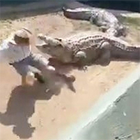 Video: Người đàn ông lĩnh cái kết đau đớn khi ngồi lên lưng cá sấu