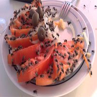 Video: Những nguy cơ khi tiêu hóa thức ăn bị ruồi đậu