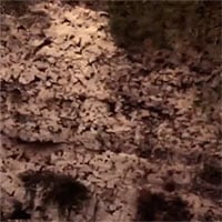 Video: Núi lửa kỳ lạ phun trào 3 triệu con dơi mỗi tối