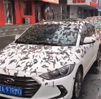 Video: Ô tô đậu trên phố bị 