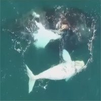 Video: Phát hiện cá voi trắng cực hiếm ngoài khơi Úc