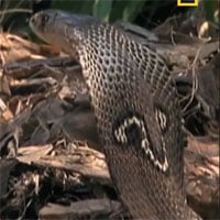 Video: Phát hiện kỳ đà ăn hết tổ trứng của mình, rắn hổ mang lao vào tấn công điên cuồng