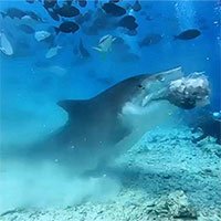 Video:Rùng mình cảnh cá mập háu đói xé toạc đầu cá buồm