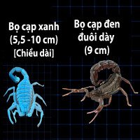 Video: So sánh kích thước những loài bọ cạp lớn nhất thế giới
