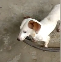 Video: Sốc cảnh chó giết chết rắn rồi ngoạm cổ lôi xác về nhà