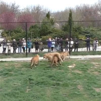 Video: Sư tử đực trẻ dũng cảm đối đầu bầy sư tử lớn để bảo vệ hai người bạn của mình