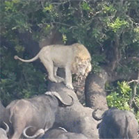 Video: Sư tử trắng bị đàn trâu rừng truy sát và cái kết bất ngờ